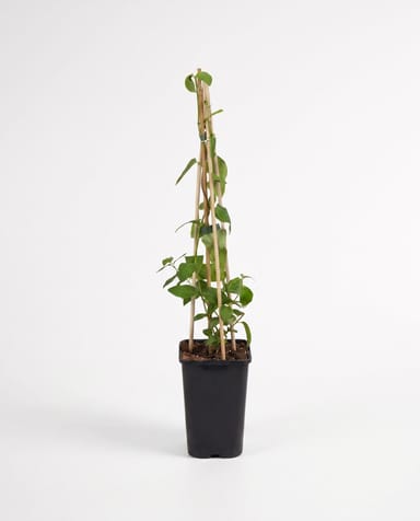 Lonicera Caprifoglio giapponese Japonica Halliana