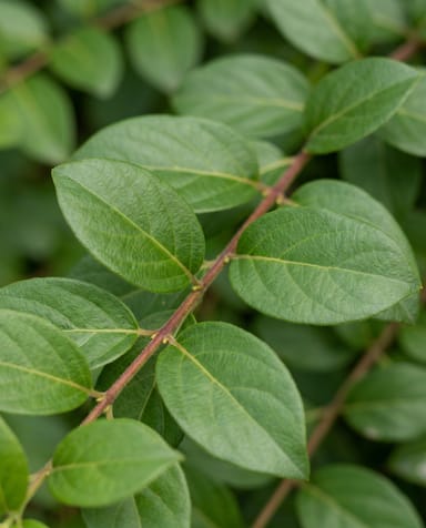 Lonicera Caprifoglio giapponese Japonica Halliana