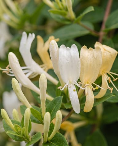 Lonicera Caprifoglio giapponese Japonica Halliana