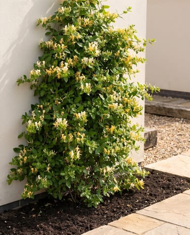 Lonicera Caprifoglio giapponese Japonica Halliana