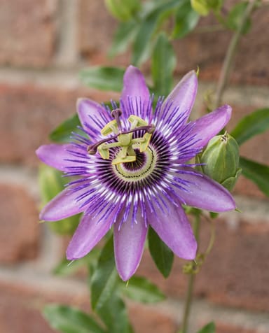 Passiflora Passiflora Purple Haze