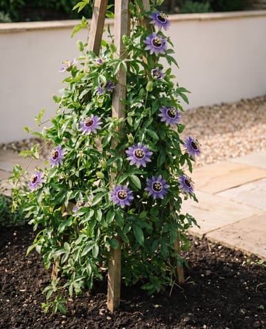 Passiflora Passiflora Purple Haze