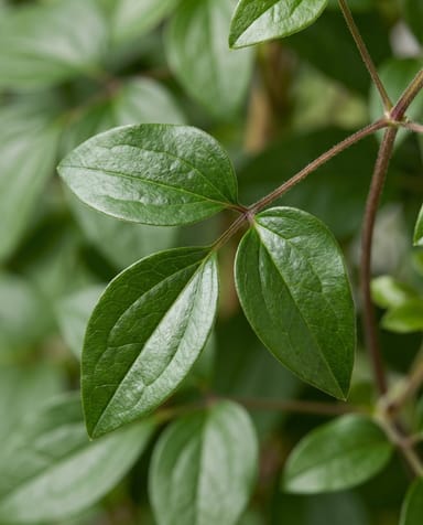 Clematis Waldrebe Miss Bateman