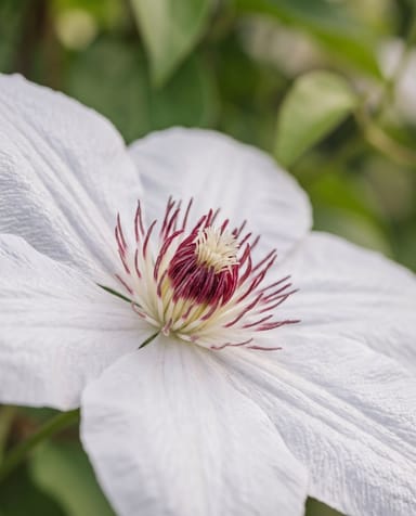 Clematis Waldrebe Miss Bateman