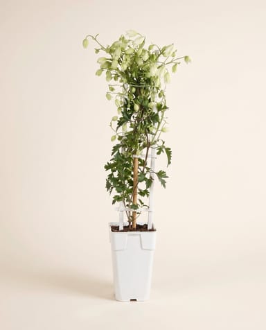 Clematis Clematide Avalanche