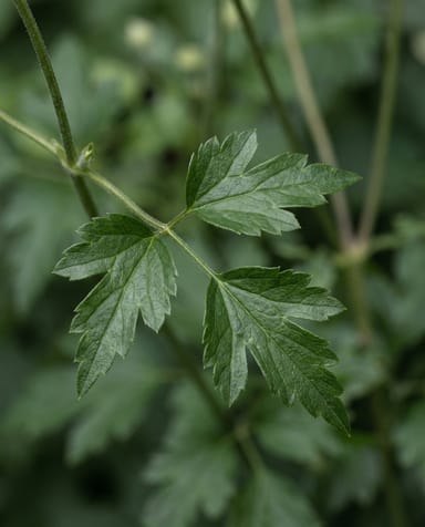 Clematis Clematide Avalanche