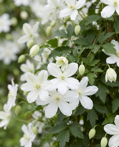Clematis Clematide Avalanche