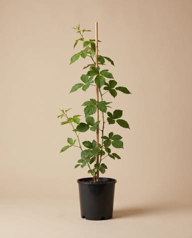 Rubus Brombeere dornenlos Fruticosus thornfree