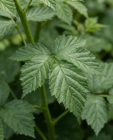 Rubus Brombeere dornenlos Fruticosus thornfree