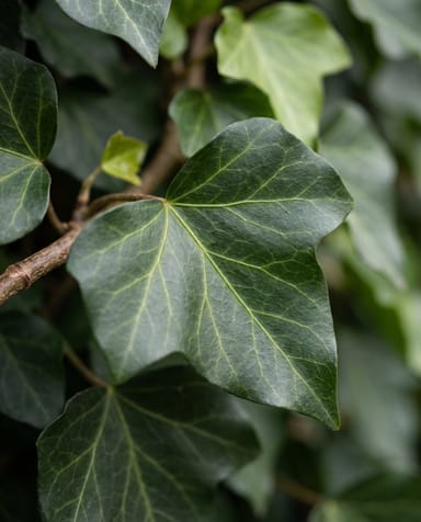 Hedera Efeu Hibernica