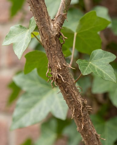 Hedera Efeu Hibernica