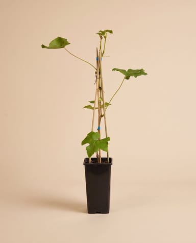 Vitis Weinrebe Boskoop Glory