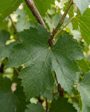 Vitis Weinrebe Boskoop Glory