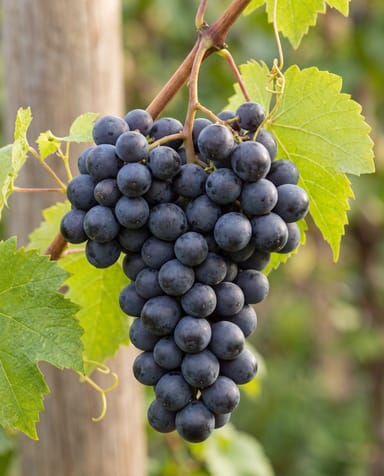 Vitis Weinrebe Boskoop Glory