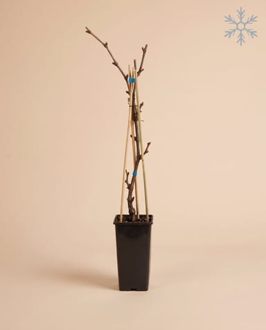 Vitis Weinrebe Boskoop Glory