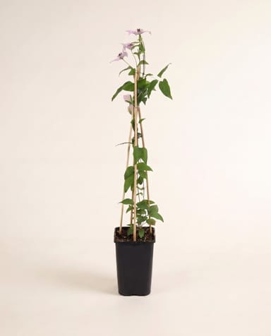Clematis Waldrebe Hagley Hybrid