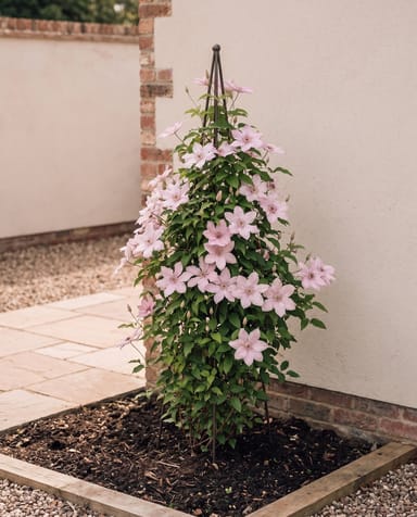 Clematis Waldrebe Hagley Hybrid