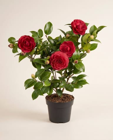 Camellia Japanese Camellia Japonica Black Lace