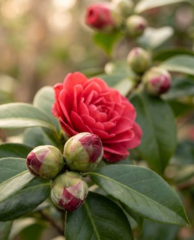 Camellia Japanese Camellia Japonica Black Lace