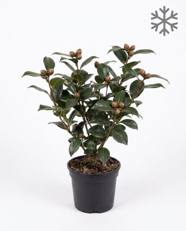 Camellia Japanese Camellia Japonica Black Lace