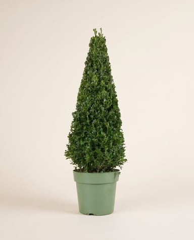 Ilex Agrifoglio Jenny (pyramide)