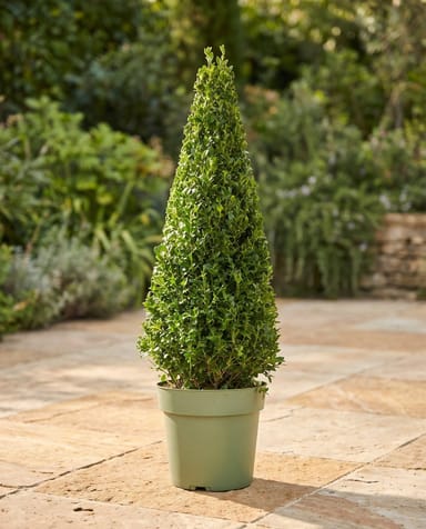 Ilex Agrifoglio Jenny (pyramide)