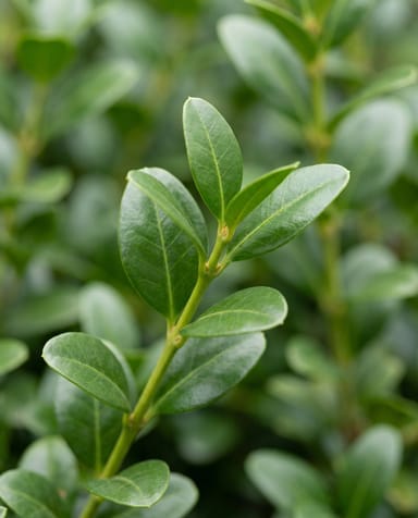 Ilex Agrifoglio Jenny (pyramide)