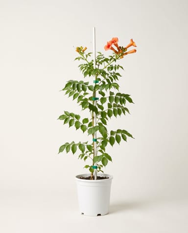 Campsis Trompetenblume Radicans Galen