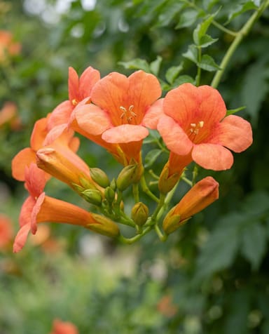Campsis Trompetenblume Radicans Galen