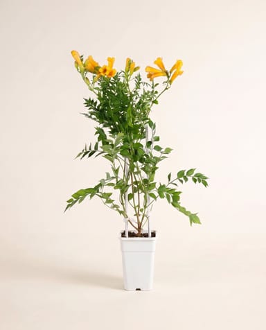 Campsis Trumpet Vine Flava Golden Trumpet