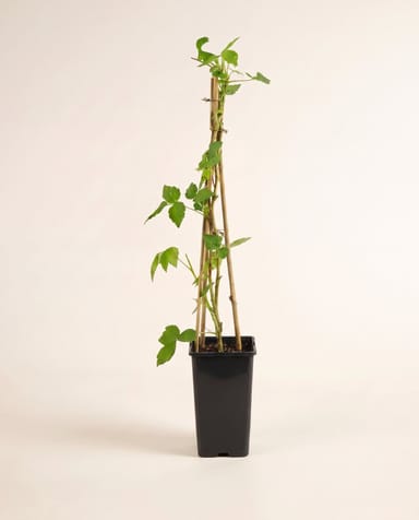 Rubus Frambuesa Idaeus Heritage