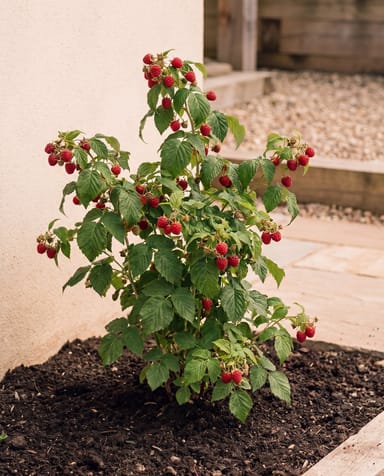 Rubus Frambuesa Idaeus Heritage
