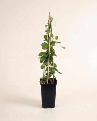 Lonicera Geißblatt Tellmanniana