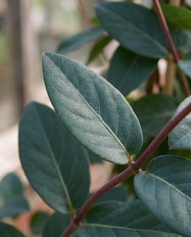Lonicera Geißblatt Tellmanniana