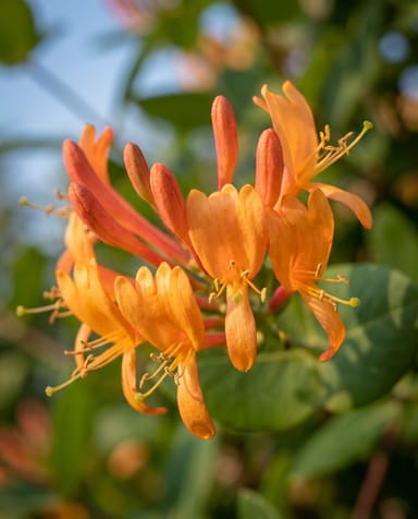 Lonicera Geißblatt Tellmanniana