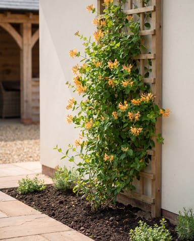 Lonicera Geißblatt Tellmanniana