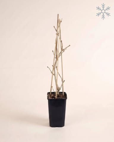 Lonicera Geißblatt Tellmanniana
