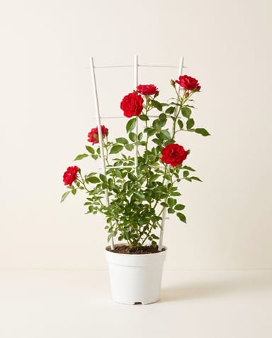 Rosa Kletterrose Klimroos Rood