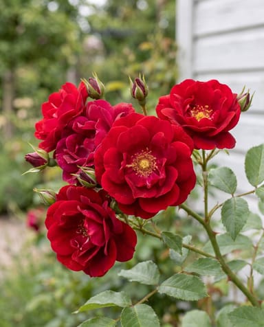 Rosa Kletterrose Klimroos Rood