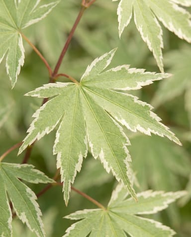 Acer Acero giapponese Butterfly