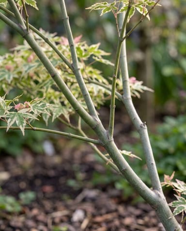 Acer Acero giapponese Butterfly