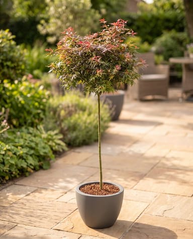 Acer Arce japonés Palmatum Shaina (stam)