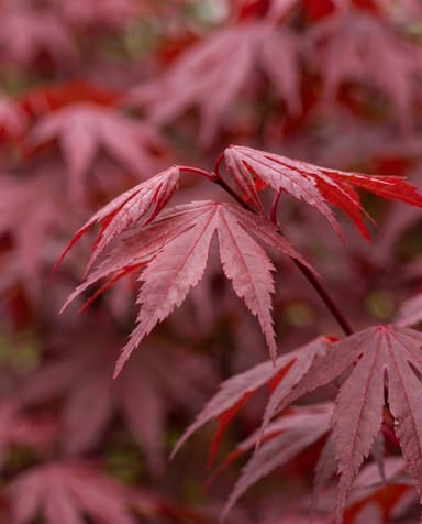 Acer Arce japonés Palmatum Shaina (stam)