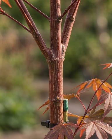 Acer Arce japonés Palmatum Shaina (stam)