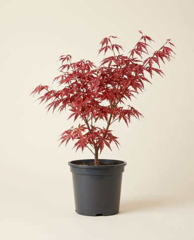 Acer Fächerahorn Palmatum Taylor