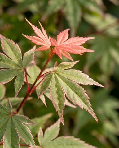 Acer Fächerahorn Palmatum Taylor