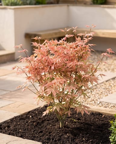 Acer Fächerahorn Palmatum Taylor