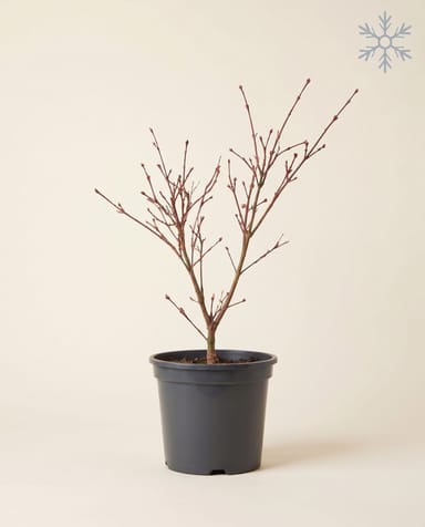 Acer Fächerahorn Palmatum Taylor