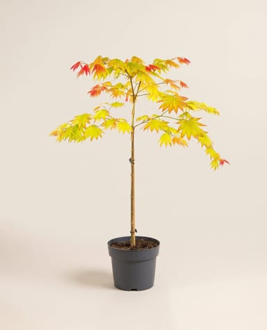 Acer Arce japonés Moonrise (op stam)