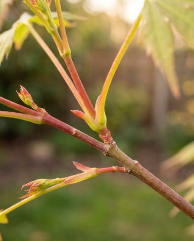 Acer Arce japonés Moonrise (op stam)